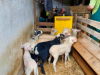 aecb3c12-af31-424c-baa3-009f5ae3b21b